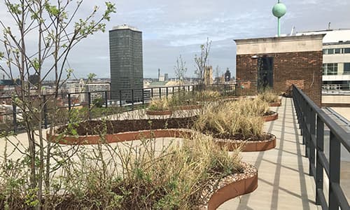 Green Roofs in London: Benefits, Costs, and What We Have Learned in 55 Years